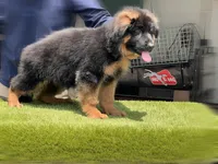 Fausto, a male German Shepherd Dog for sale in Los Angeles, CA – 2 of 8