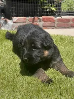 Bethy, a female German Shepherd Dog for sale in Los Angeles, CA – 2 of 7