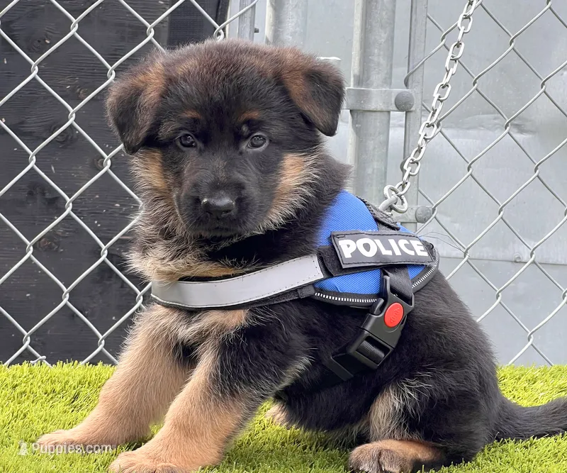 Dulia – German Shepherd Dog puppy for sale in Los Angeles, CA