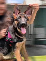 Feya, a female German Shepherd Dog for sale in Los Angeles, CA – 2 of 9