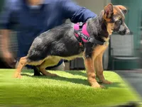 Feya, a female German Shepherd Dog for sale in Los Angeles, CA – 6 of 9