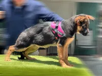 Feya, a female German Shepherd Dog for sale in Los Angeles, CA – 4 of 9