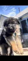 Tell, a male German Shepherd Dog for sale in Los Angeles, CA – Photo 4 of 6