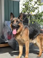 Tell, a male German Shepherd Dog for sale in Los Angeles, CA – Photo 5 of 6