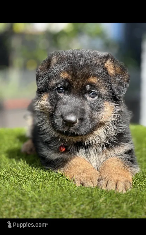 Tell, a male German Shepherd Dog for sale in Los Angeles, CA – Photo 1 of 6