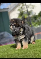 Tell, a male German Shepherd Dog for sale in Los Angeles, CA – Photo 2 of 6