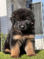 Fantono , a male German Shepherd Dog for sale in Los Angeles, CA – Photo 1 of 3