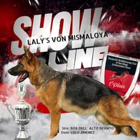 Fantono , a male German Shepherd Dog for sale in Los Angeles, CA – Photo 2 of 3