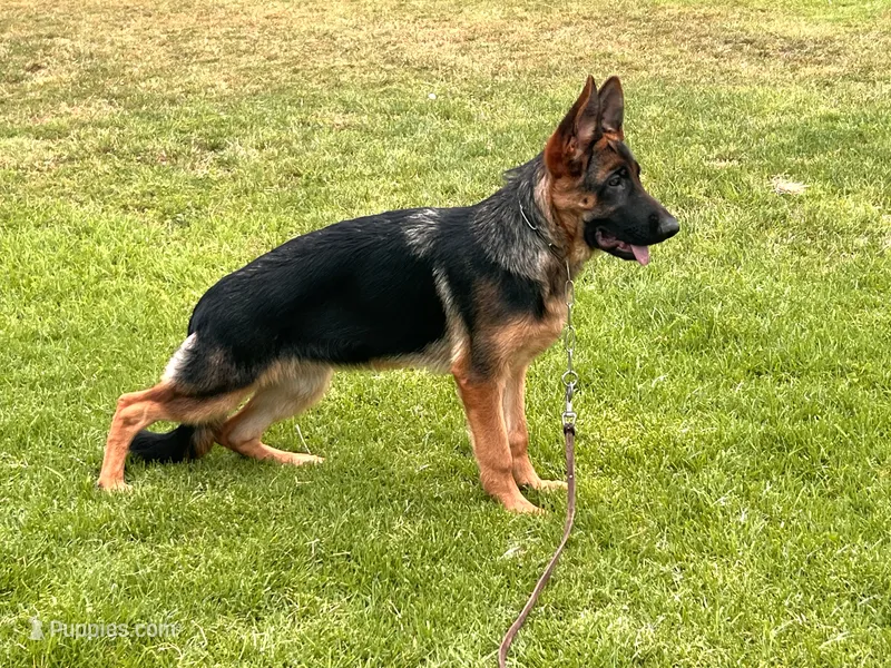 Farina – German Shepherd Dog puppy for sale in Los Angeles, CA