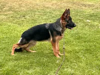 Farina, a female German Shepherd Dog for sale in Los Angeles, CA – 1 of 7