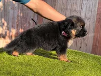 Hela, a female German Shepherd Dog for sale in Los Angeles, CA – 3 of 7