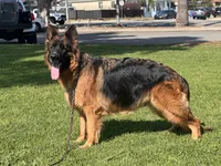 Chencho, a male German Shepherd Dog for sale in Los Angeles, CA – 5 of 6