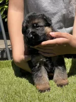 Chencho, a male German Shepherd Dog for sale in Los Angeles, CA – 2 of 6