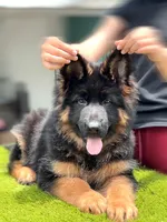 Fausto, a male German Shepherd Dog for sale in Los Angeles, CA – 7 of 8