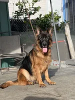 Hela, a female German Shepherd Dog for sale in Los Angeles, CA – 10 of 10