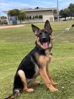 Feya, a female German Shepherd Dog for sale in Los Angeles, CA – 2 of 6