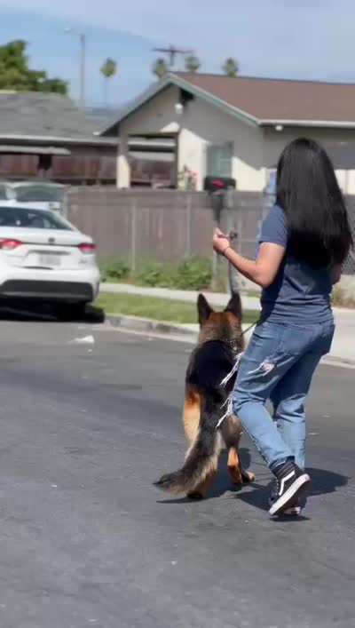 Willy , a male German Shepherd Dog for sale in Los Angeles, CA – 3 of 3