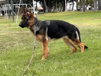 Farina, a female German Shepherd Dog for sale in Los Angeles, CA – 4 of 7