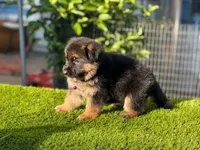Hela, a female German Shepherd Dog for sale in Los Angeles, CA – 2 of 7