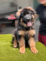 Fausto, a male German Shepherd Dog for sale in Los Angeles, CA – 8 of 8