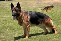 Chencho, a male German Shepherd Dog for sale in Los Angeles, CA – 3 of 6