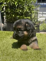 Hela, a female German Shepherd Dog for sale in Los Angeles, CA – 5 of 10