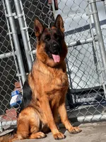 Chencho, a male German Shepherd Dog for sale in Los Angeles, CA – 2 of 4