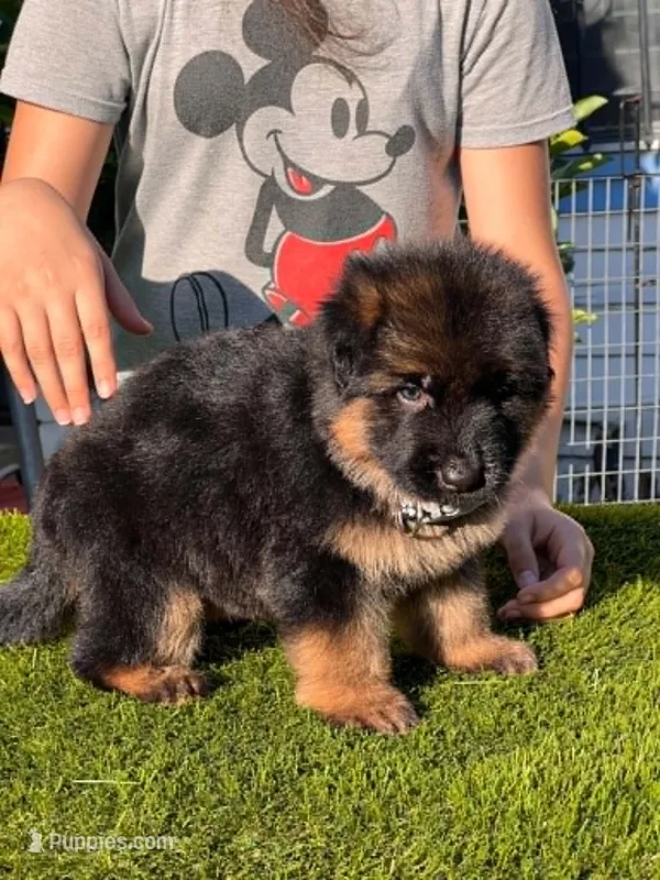 Bethy – German Shepherd Dog puppy for sale in Los Angeles, CA
