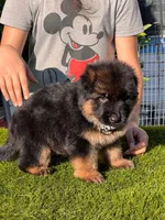 Bethy, a female German Shepherd Dog for sale in Los Angeles, CA – 1 of 5