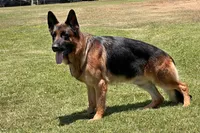 Farina, a female German Shepherd Dog for sale in Los Angeles, CA – 4 of 5