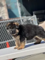 Tomy, a male German Shepherd Dog for sale in Los Angeles, CA – Photo 3 of 3