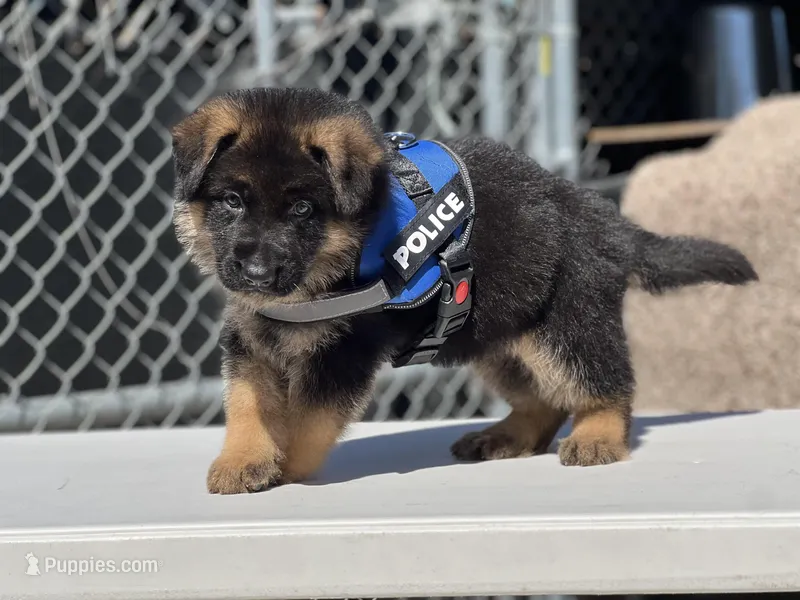 Tomy – German Shepherd Dog puppy for sale in Los Angeles, CA