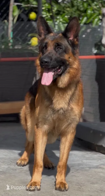 Willy  – German Shepherd Dog puppy for sale in Los Angeles, CA