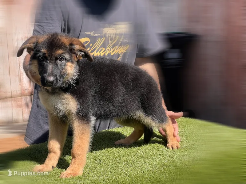 Farina – German Shepherd Dog puppy for sale in Los Angeles, CA