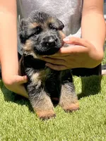 Chencho, a male German Shepherd Dog for sale in Los Angeles, CA – 1 of 6