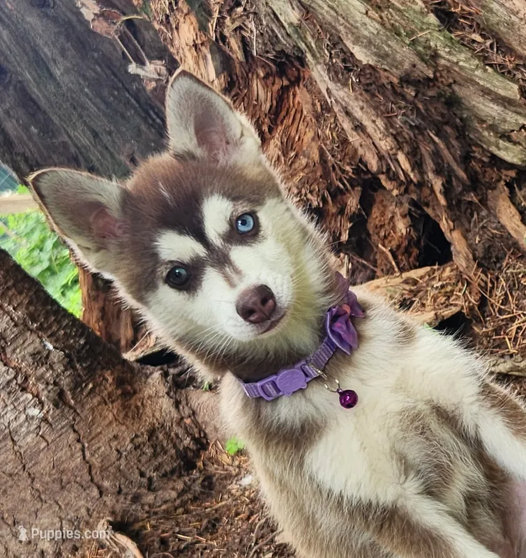 Bell – Alaskan Klee Kai puppy for sale in Castle Rock, WA