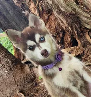 Bell, a female Alaskan Klee Kai for sale in Castle Rock, WA – 2 of 3