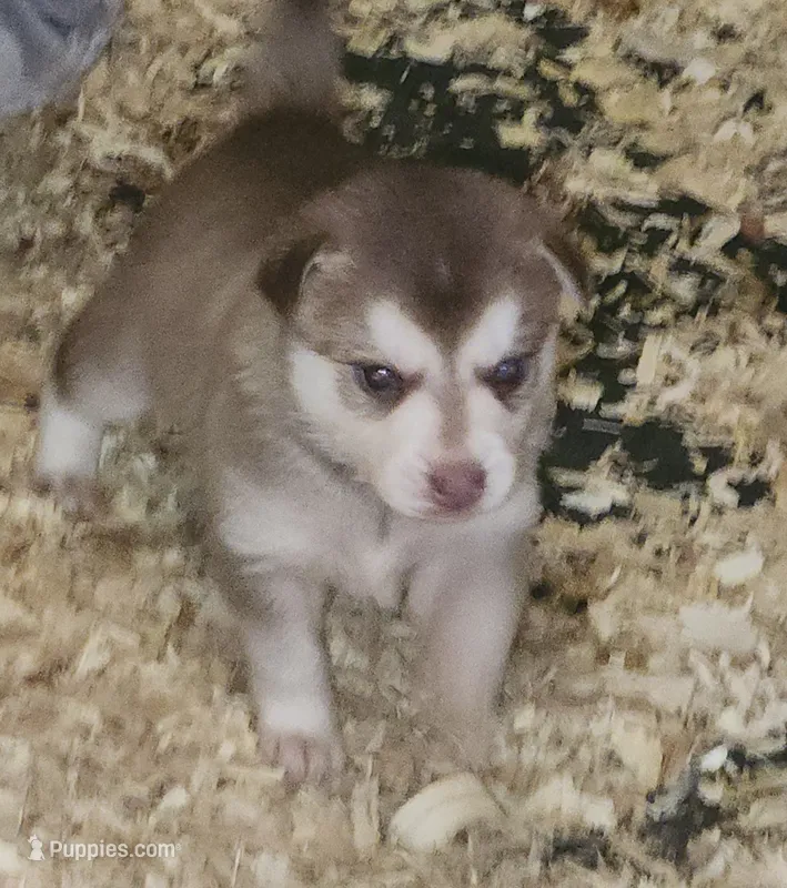 Freya – Alaskan Klee Kai puppy for sale in Castle Rock, WA