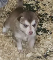Freya, a female Alaskan Klee Kai for sale in Castle Rock, WA – 3 of 5