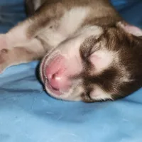 Bell, a female Alaskan Klee Kai for sale in Castle Rock, WA – 1 of 1
