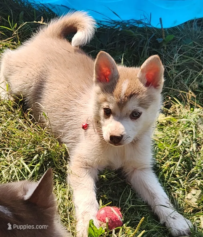Loki – Alaskan Klee Kai puppy for sale in Castle Rock, WA