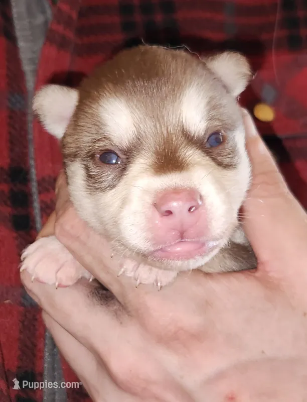 Major – Alaskan Klee Kai puppy on hold in Castle Rock, WA