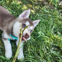Major, a male Alaskan Klee Kai for sale in Castle Rock, WA – 3 of 3