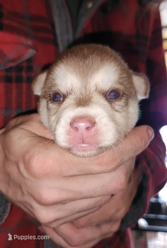 Valor – Alaskan Klee Kai puppy for sale in Castle Rock, WA