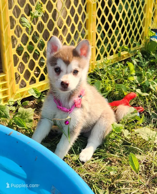 Freya – Alaskan Klee Kai puppy for sale in Castle Rock, WA