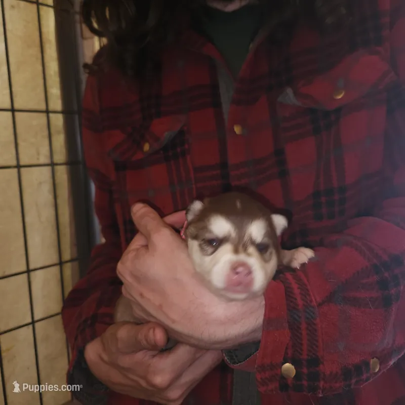 Bell  – Alaskan Klee Kai puppy for sale in Castle Rock, WA