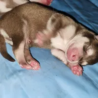 Major, a male Alaskan Klee Kai for sale in Castle Rock, WA – 1 of 1