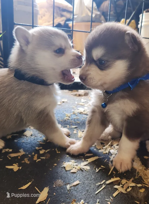 Thor – Alaskan Klee Kai puppy on hold in Castle Rock, WA