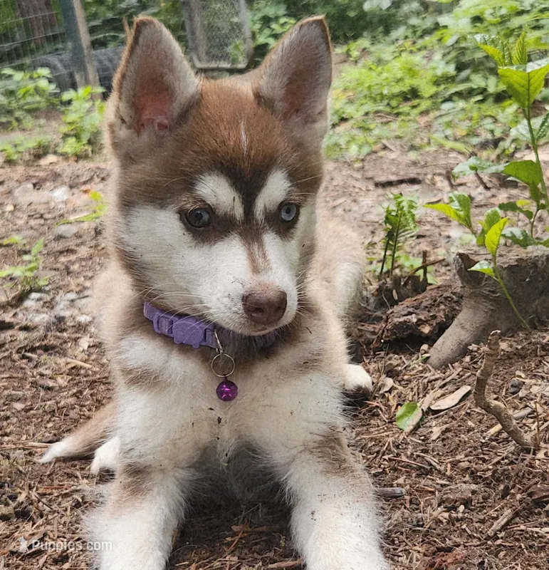 Bell – Alaskan Klee Kai puppy for sale in Castle Rock, WA