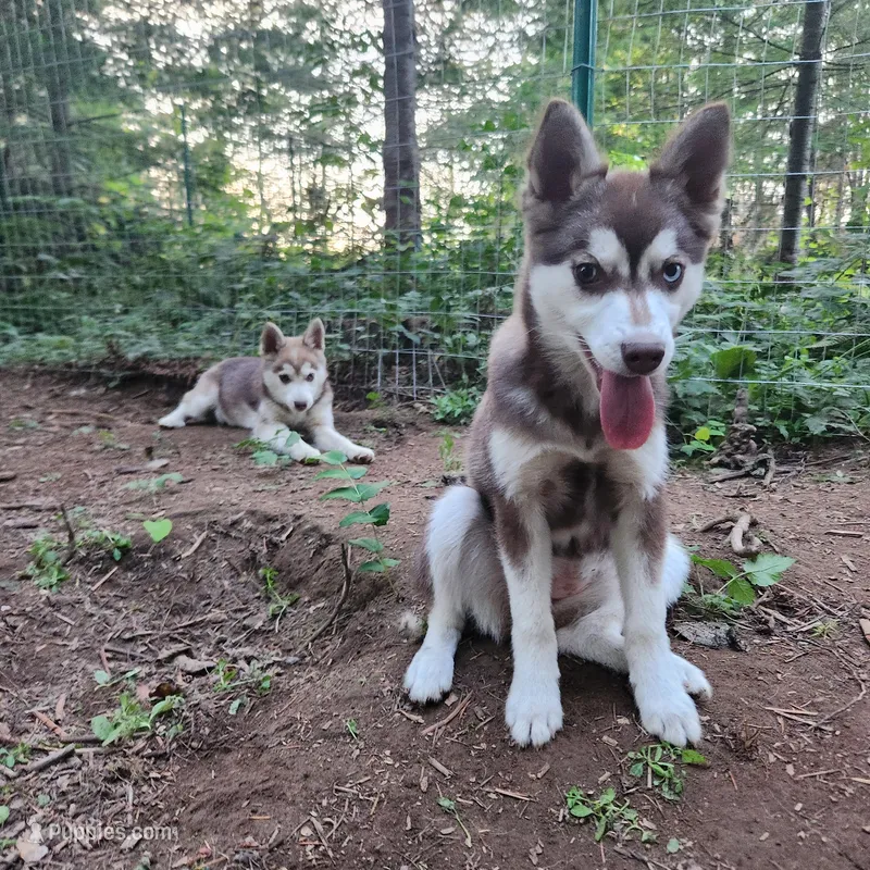 Bell – Alaskan Klee Kai puppy for sale in Castle Rock, WA